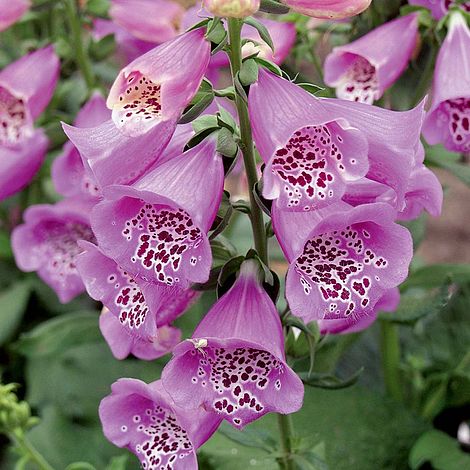 Foxglove Camelot Lavender F1 Hybrid Thompson Morgan