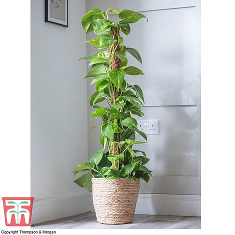 Codiaeum variegatum 'Mrs. Iceton' - Unique - Pot 27cm - Hauteur