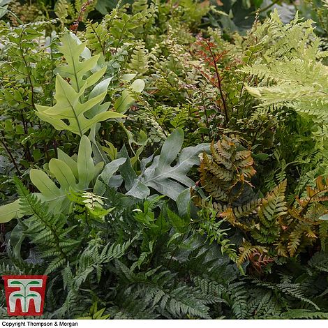 Fern Houseplant Mix | Thompson & Morgan