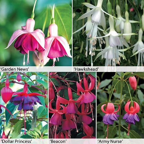 Fuchsia Hardy Collection Fuchsia Hardy Collection Hardy Garden Ready Thompson Morgan