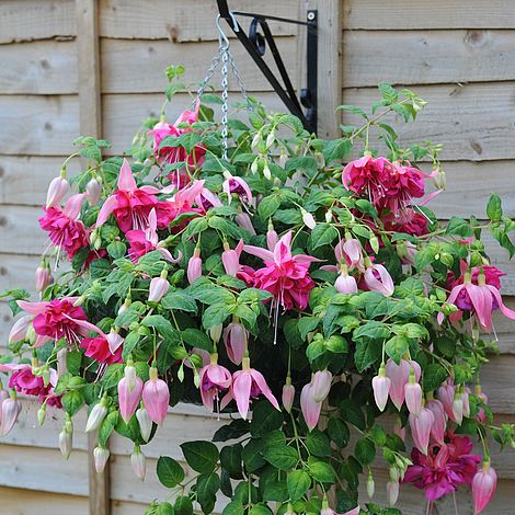 Fuchsia 'Giants Bella Rosella' | Thompson & Morgan