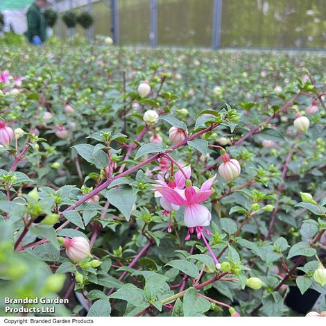 Fuchsia 'Elma' (Standard)