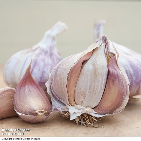 Garlic 'Germidour' (Spring/Autumn Planting)