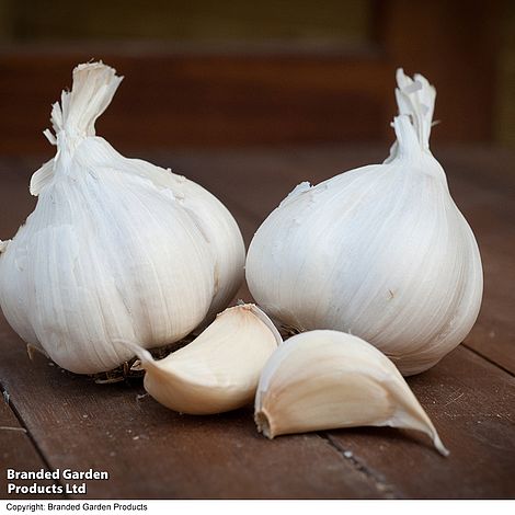 Garlic 'Messidrome' (Autumn Planting)