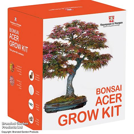 Bonsai Acer Seed Growing Kit - Gift