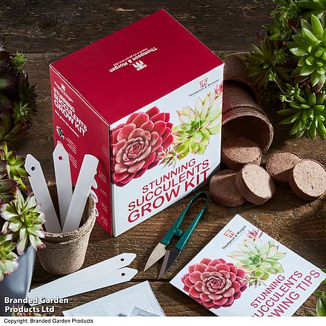 Stunning Succulents Seed Growing Kit - Gift