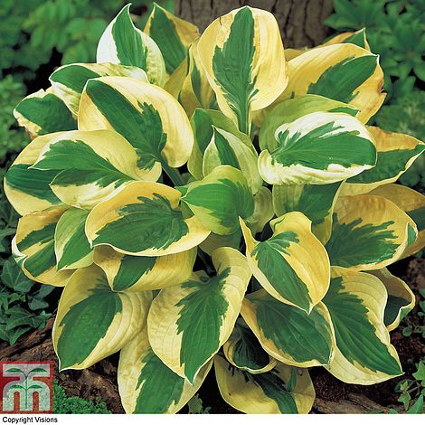 Hosta 'Brim Cup' | Thompson & Morgan