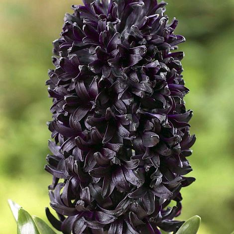 Hyacinth ‘Midnight Mystic’® | Thompson & Morgan