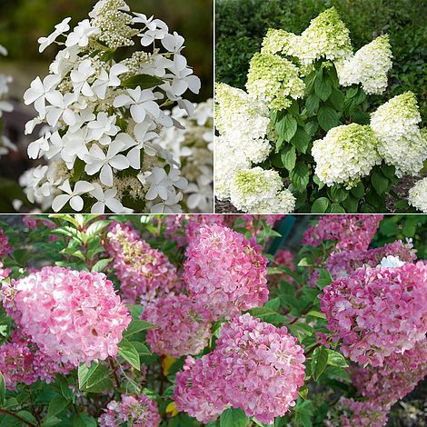 Hydrangea paniculata 'Collection' | Thompson & Morgan