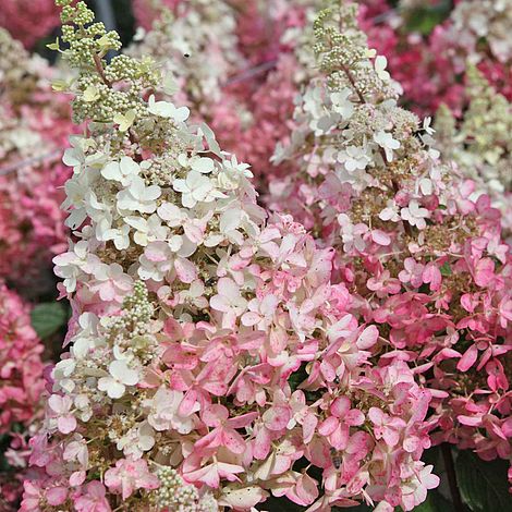 Hydrangea paniculata pinky winky