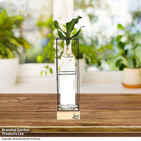 Rooted Hydroponic in Glass with Stand and Light - Gift