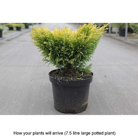 Juniperus horizontalis 'Limeglow' plants | Thompson & Morgan