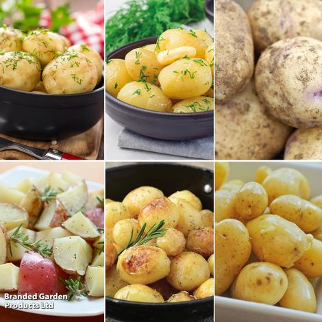 Potato 'Favourites Collection'