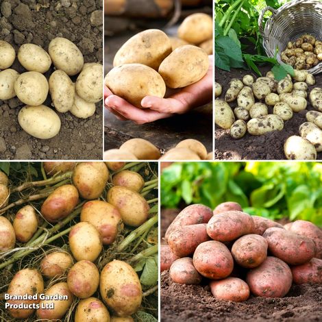 Potato Must Have Collection