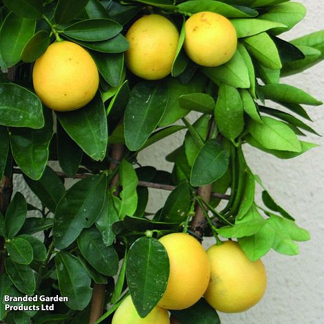 Lemon 'Meyer' (Citrus Fruit)