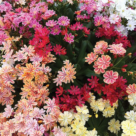 Lewisia cotyledon elise