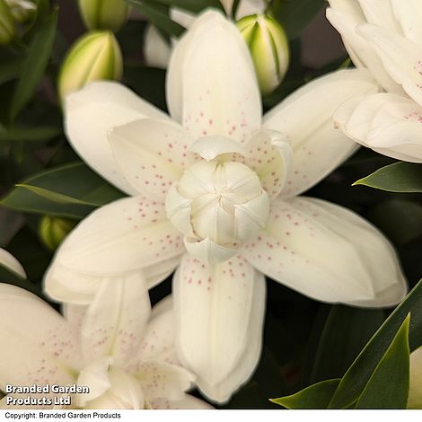 Lily 'Double Bounty' - Gift