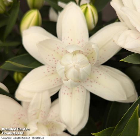 Lily 'Double Bounty'