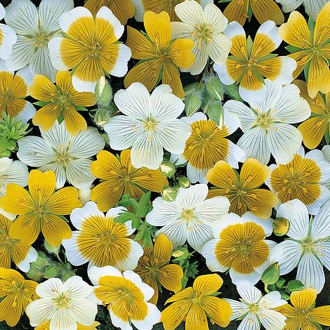 limnanthes douglasii spanish omelette mixed thompson morgan pansy flower hanging baskets