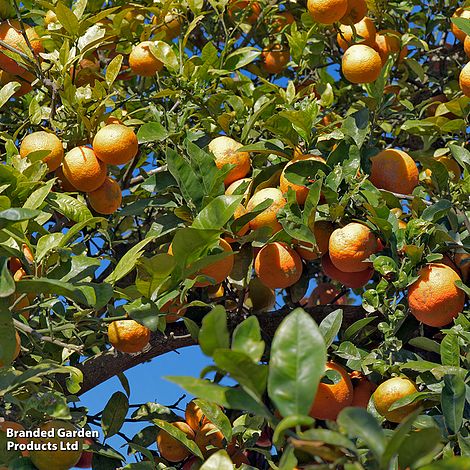 Rangpur Lime (Citrus Fruit) - Gift