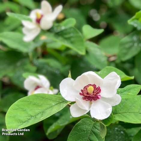 Magnolia sieboldii