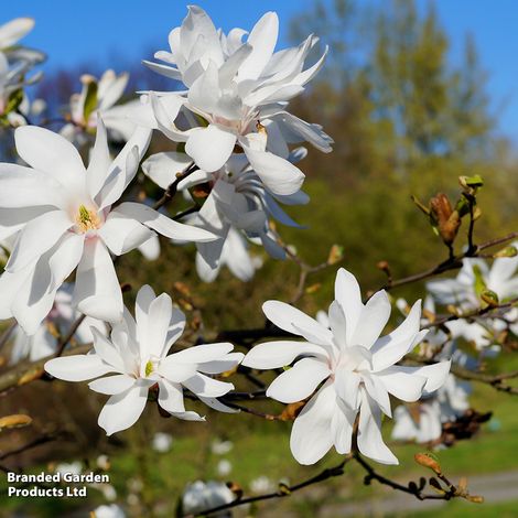 Magnolia stellata 'Royal Star'