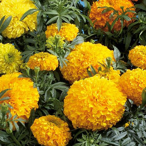 Marigold 'Galore Mixed' F1 Hybrid | Thompson & Morgan