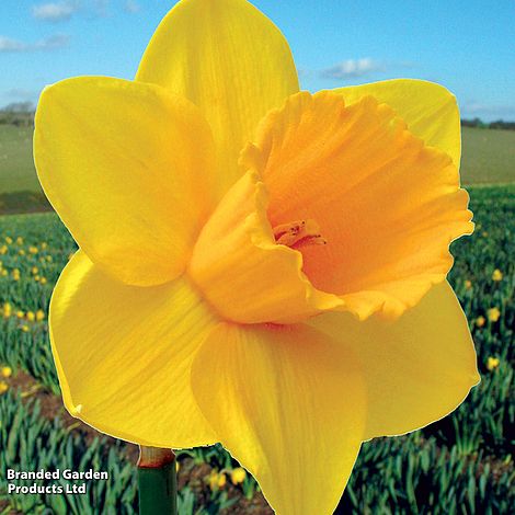 Narcissus 'Cornish Trelawney Gold'