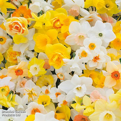 Narcissus 'Sunshine Mix'