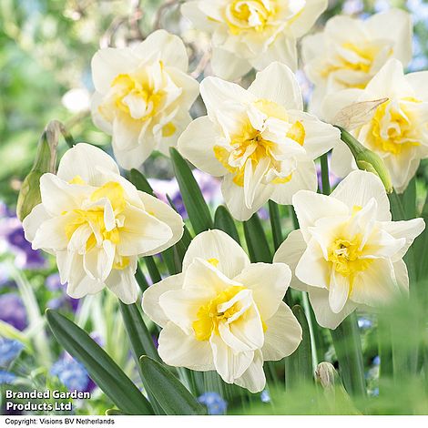 Narcissus 'White Lion'