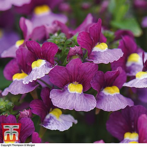 Nemesia 'Fantasy Pink' (Nesia™ Series) | Thompson & Morgan