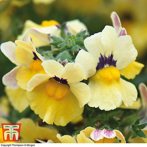 Nemesia 'Sunshine' (Nesia™ Series) | Thompson & Morgan