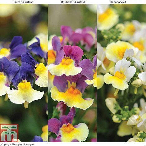 Nemesia Collection plug plants | Thompson & Morgan