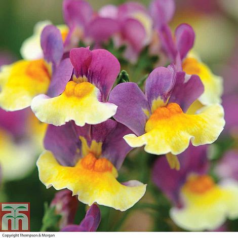 Nemesia Collection plug plants | Thompson & Morgan