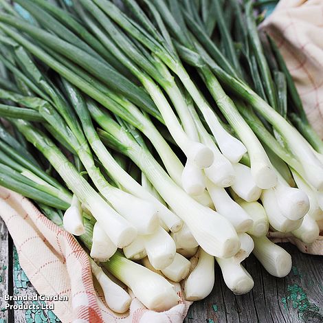 Spring Onion 'White Lisbon' - Seeds