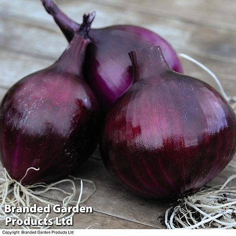 Onion Autumn Planting Duo