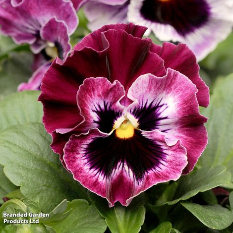 Pansy F1 'Frizzle Sizzle Raspberry'