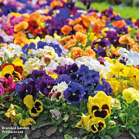 Pansy 'Matrix™ Mixed'