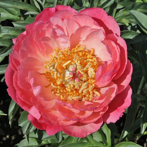 Peony 'Coral Sunset' (Large Plant) | Thompson & Morgan