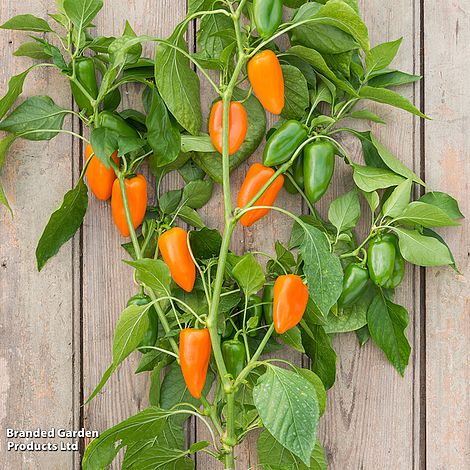 Sweet Pepper 'Hamik' - Seeds