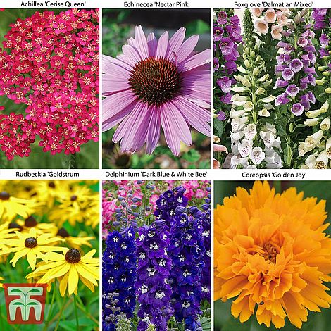 Best Value Perennial Collection | Thompson & Morgan