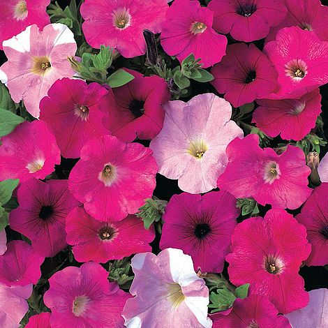 Petunia Waves Mixed F1 Hybrid Seeds Thompson Morgan