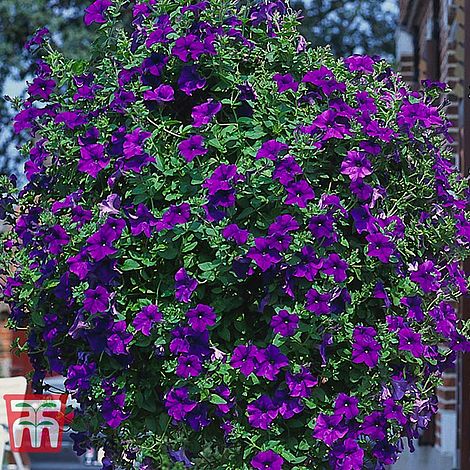 Petunia 'Trailing Surfinia Blue' plug plants | Thompson & Morgan