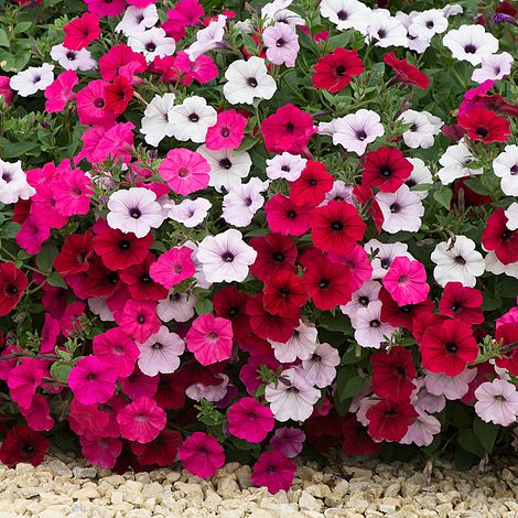 Petunia 'Tidal Wave' plug plants | Thompson &amp; Morgan