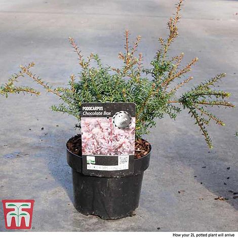 Podocarpus 'Chocolate Box' | Thompson & Morgan