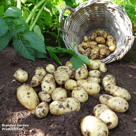 Potato 'Charlotte'