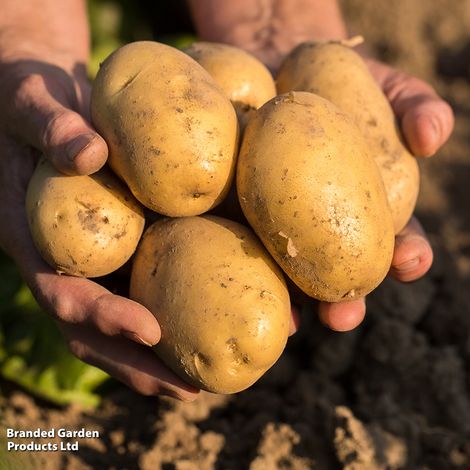 Potato 'Colleen'