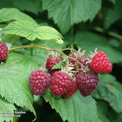 Raspberry 'Summer Lovers Early'
