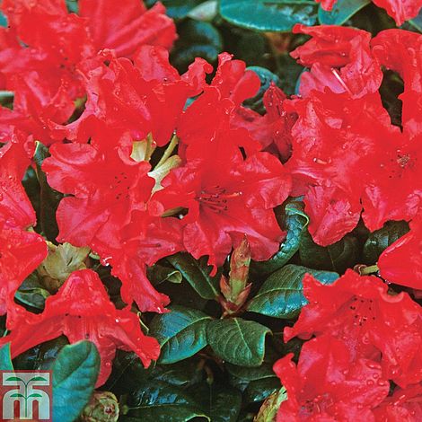 Rhododendron 'Scarlet Wonder' | Thompson & Morgan