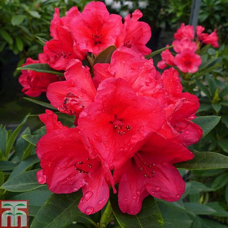 Rhododendron 'Mayor Johnson' | Thompson & Morgan